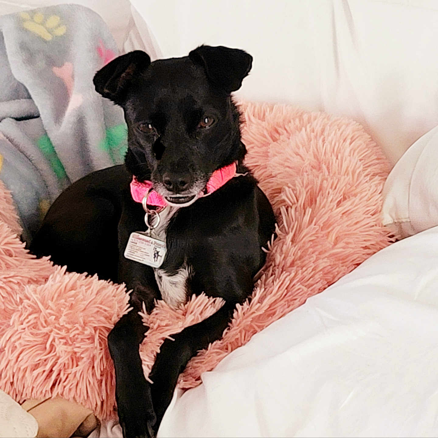 Annie joined the competition — help win amazing prizes! animal, bed, bedroom, blanket, canine, chihuahua, couch, cushion, dog, furniture, homedecor, hound, indoors, labradorretriever, linen, pet, pointer, puppy, room, text