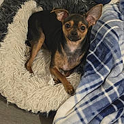 Bambam is registered to the contest to win money with this photo: dog, pet_bed, blanket, fur, small_dog, ears, indoor, cozy, resting, curious, animal, companion, cute, canine, paw, sleep_spot, plush, comfort, relaxed, home