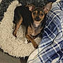 dog, pet_bed, blanket, fur, small_dog, ears, indoor, cozy, resting, curious, animal, companion, cute, canine, paw, sleep_spot, plush, comfort, relaxed, home