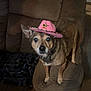 dog, pet, brown_couch, pink_hat, cowboy_hat, indoor, living_room, furniture, blanket, curious, small_dog, animal, domestic, cute, ear, face, animal_hat, home, cozy, canine
