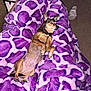 dog, child, blanket, purple, heart_pattern, sleeping, indoor, carpet, footwear, relaxing, pet, couch, fur, small_dog, resting, cozy, companion, nap, animal, home