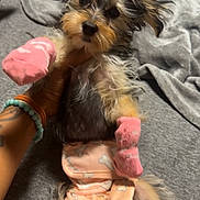 Amber Ferrari is registered to the contest to win money with this photo: dog, yorkshire_terrier, puppy, small_dog, pink_bow, clothing, pink_socks, outfit, pet, portrait, lying_down, indoor, bed, blanket, human_hand, bracelets, tattoo, cute, fashionable, companion_animal
