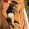 Amber Ferrari joined the competition — help win amazing prizes! dog, puppy, small_dog, sleeping, lying_down, pajamas, bone_pattern, black_and_tan, fur, tail, legs, bed, bedspread, bedroom, human_leg, power_adapter, cables, blanket, indoor, pet