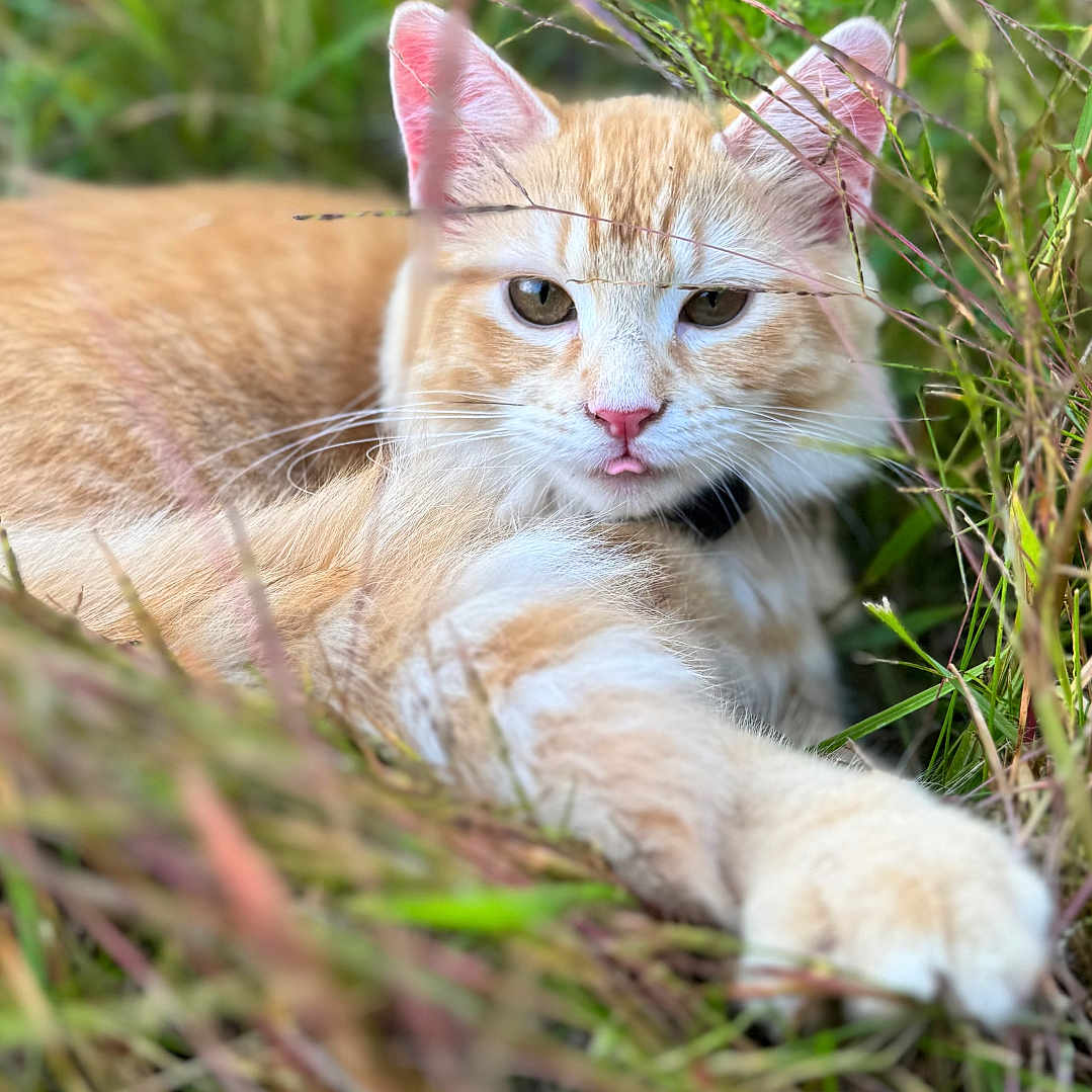 Lola is registered to the contest to win money with this photo: animal, cat, closeup, collar, ears, fur, ginger_cat, grass, greenery, lying_down, nature, outdoor, pet, pink_nose, relaxed, soft_focus, tongue_out, whiskers, white_fur, wild_grass