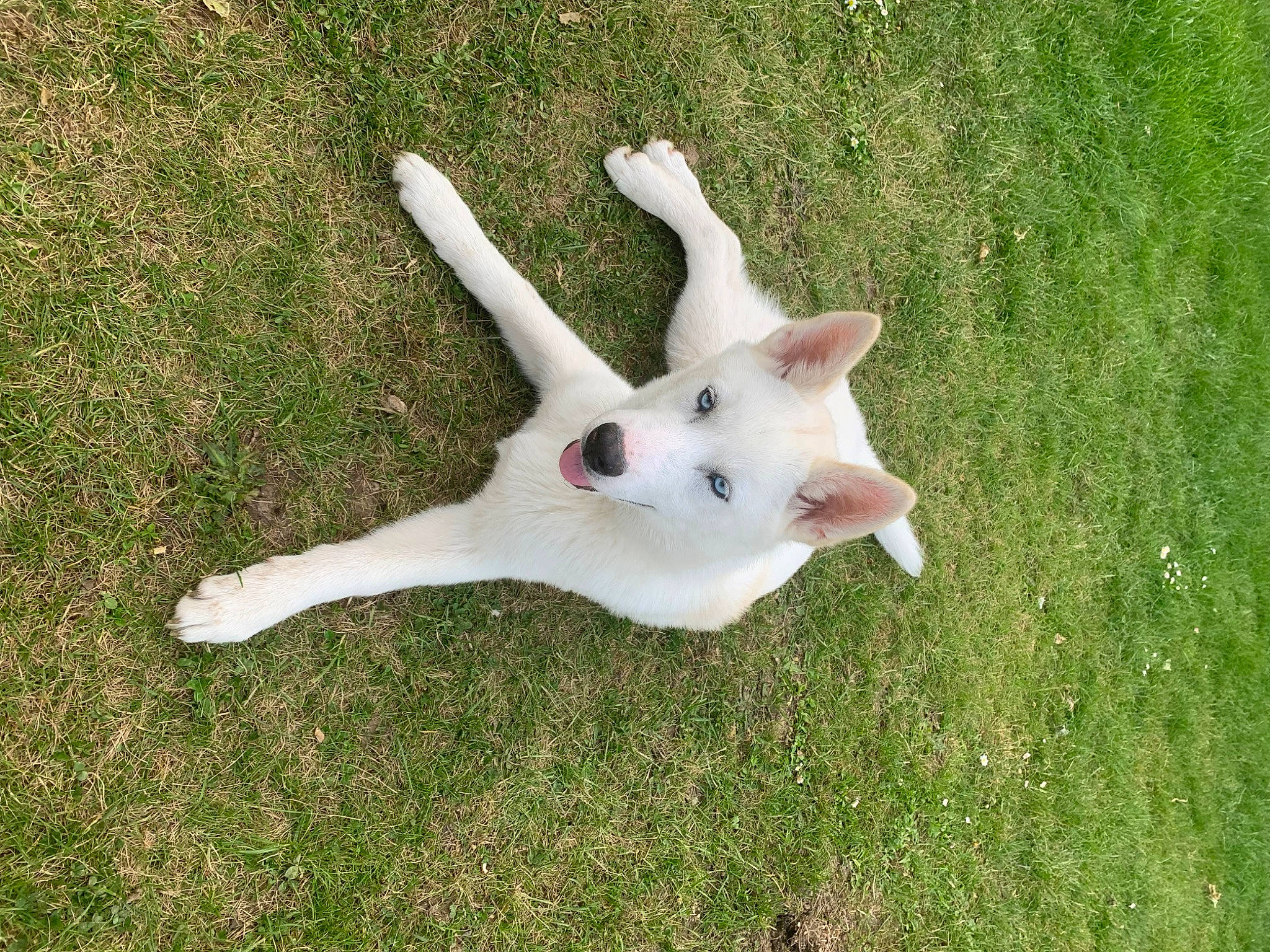 Sierra participe au concours pour gagner de l'argent avec cette photo : canidae, cat, companion_dog, dog_breed, fawn, felidae, fur, gesture, grass, grassland, pasture, paw, small_to_medium_sized_cats, snout, sporting_group, tail, terrestrial_animal, whiskers