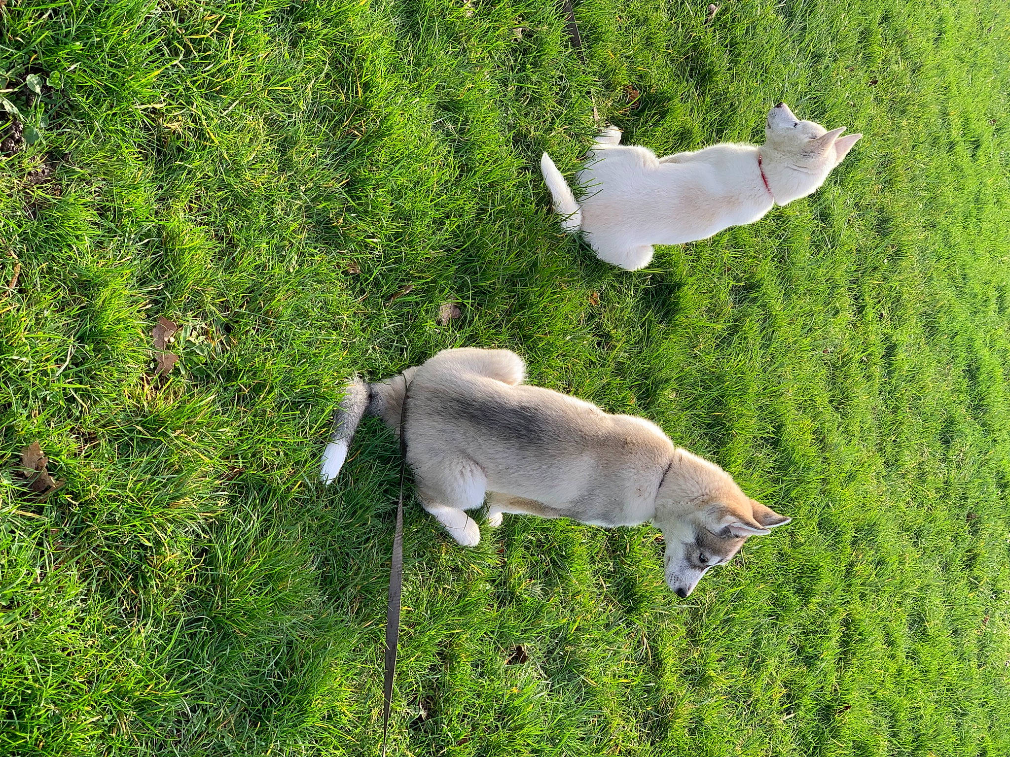 Sierra a rejoint le concours — aidez-le/la à gagner de superbes lots ! companion_dog, dog_breed, field, goats, grass, grass_family, grassland, grazing, groundcover, landscape, livestock, meadow, natural_landscape, pasture, plant, tail, terrestrial_animal, tree, wildlife