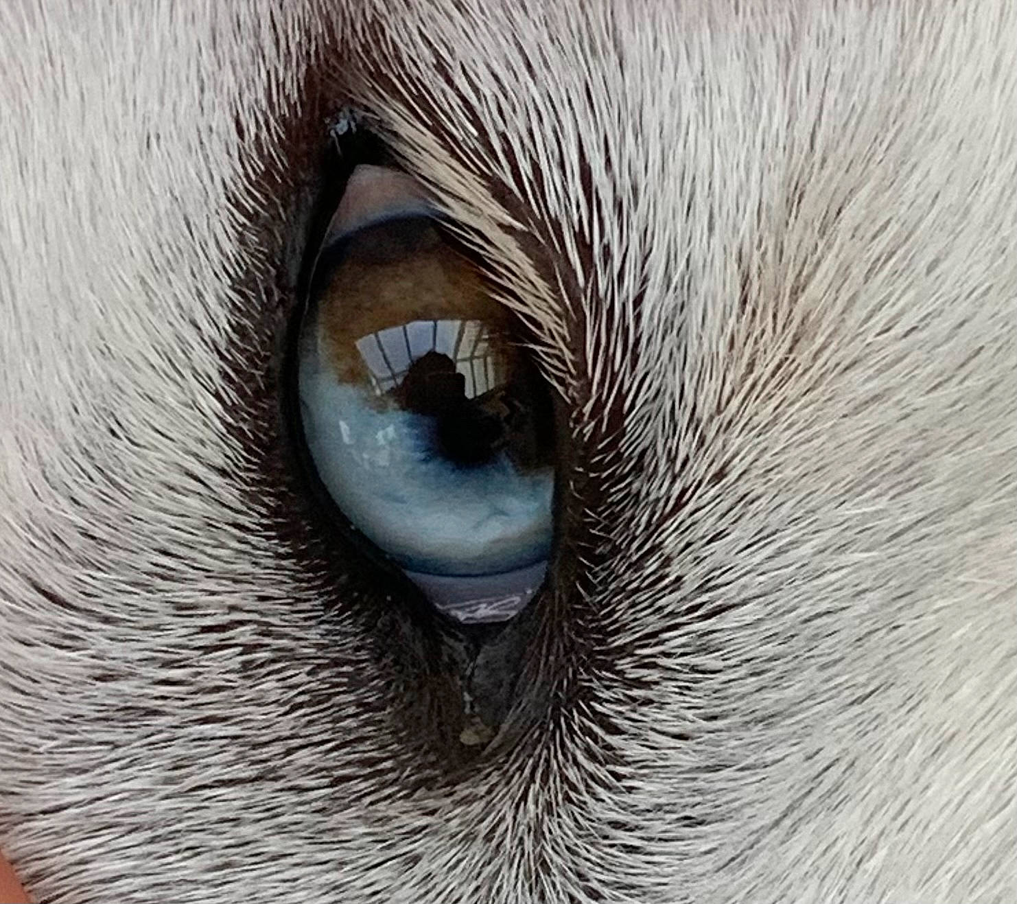 Sierra a rejoint le concours — aidez-le/la à gagner de superbes lots ! art, carnivore, electric_blue, eye, eyebrow, eyelash, fawn, felidae, fur, head, human_body, illustration, iris, nose, small_to_medium_sized_cats, snout, terrestrial_animal, whiskers, wildlife, wood