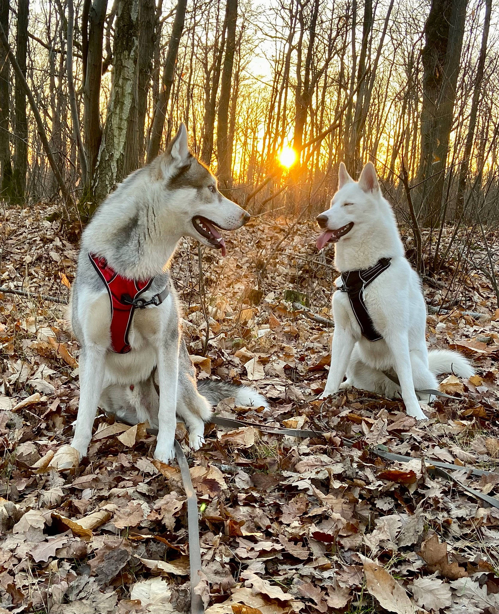 Sierra a rejoint le concours — aidez-le/la à gagner de superbes lots ! adventure, ancient_dog_breeds, canidae, carnivore, companion_dog, dog, dog_breed, dog_hiking, fawn, mammal, people_in_nature, plant, sporting_group, tail, tree, walking, wildlife, woodland, working_animal, working_dog