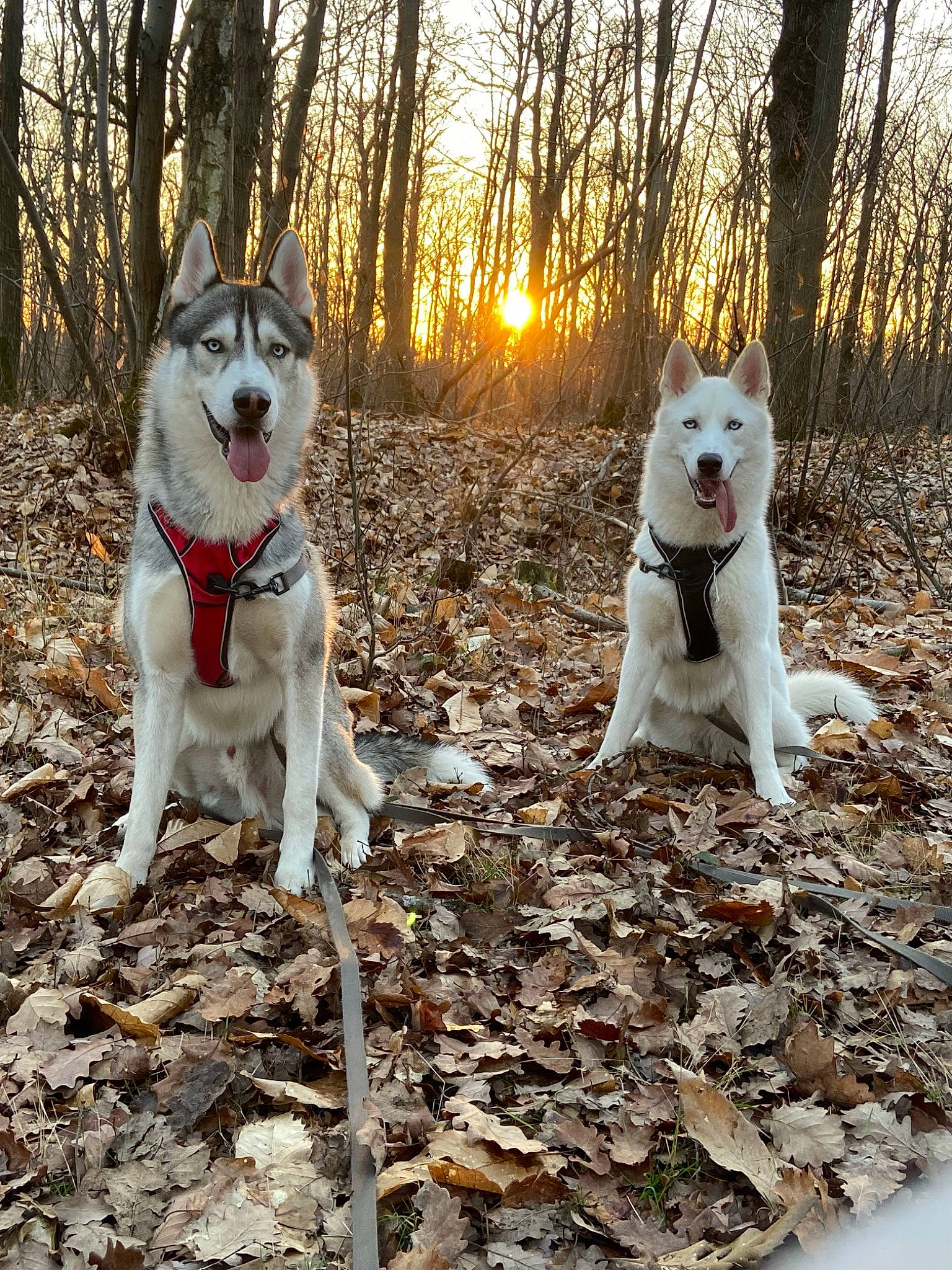 Saylon participe au concours pour gagner de l'argent avec cette photo : adventure, canidae, carnivore, companion_dog, dog, dog_breed, fawn, forest, grass, leaf, mammal, plant, soil, sporting_group, tail, tree, vertebrate, walking, wildlife, woodland