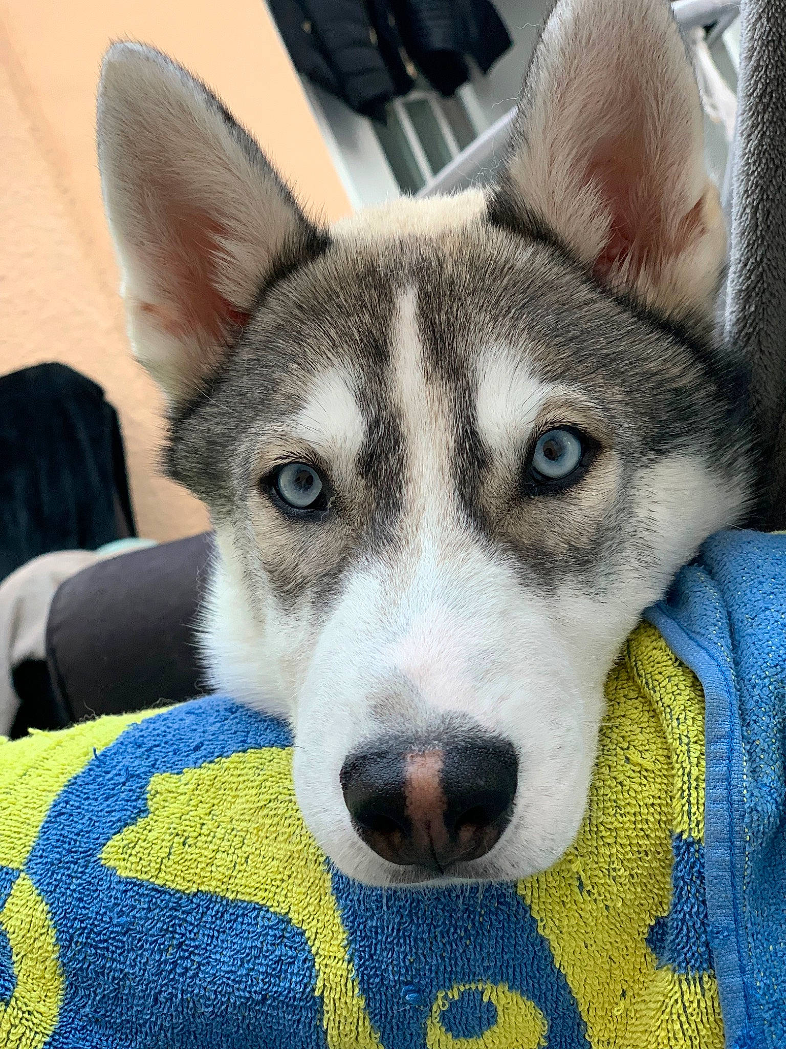 Saylon participe au concours pour gagner de l'argent avec cette photo : ancient_dog_breeds, canidae, canis, carnivore, companion_dog, dog, dog_breed, fur, non_sporting_group, sled_dog, snout, sporting_group, square, terrestrial_animal, whiskers, working_dog