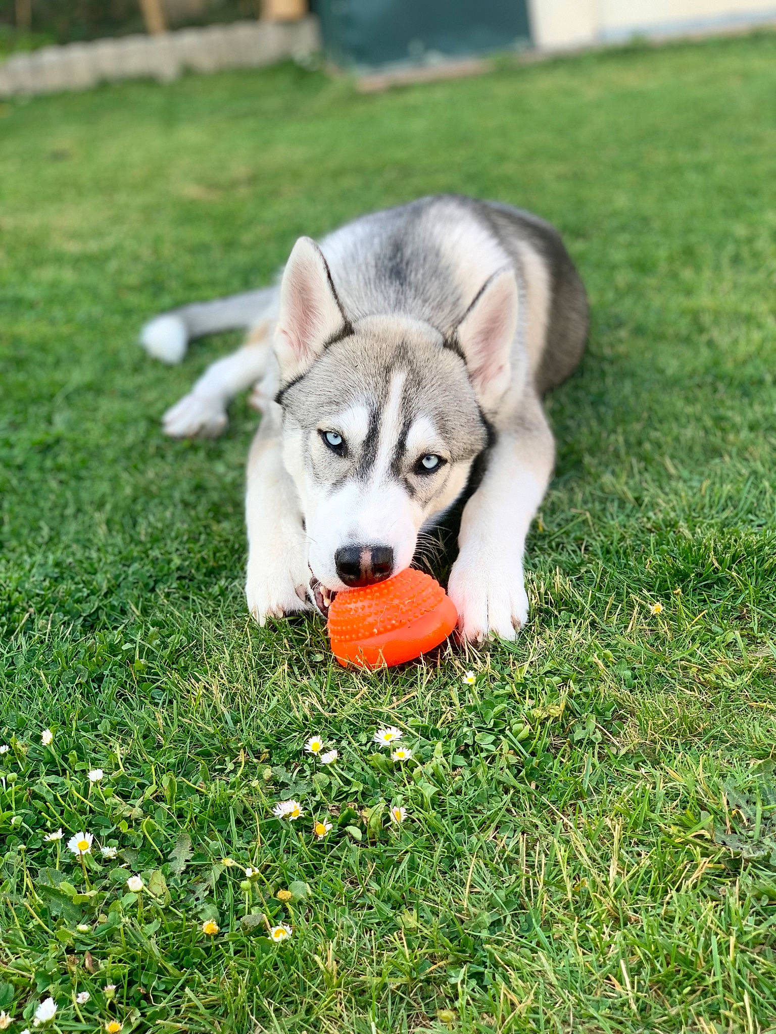 Saylon a rejoint le concours — aidez-le/la à gagner de superbes lots ! ancient_dog_breeds, ball, canidae, canis, carnivore, companion_dog, coquelicot, dog, dog_breed, grass, grassland, groundcover, herbaceous_plant, lawn, people_in_nature, plant, siberian_husky, sled_dog, terrestrial_animal, working_dog