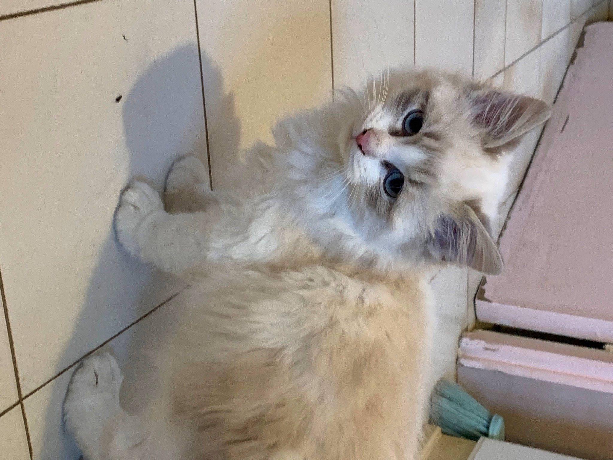 Nuage a rejoint le concours — aidez-le/la à gagner de superbes lots ! carnivore, cat, claw, fawn, felidae, fur, paw, persian, small_to_medium_sized_cats, tail, whiskers