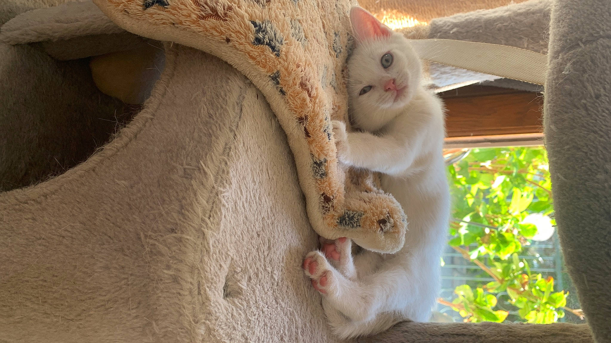 Hélios a rejoint le concours — aidez-le/la à gagner de superbes lots ! carnivore, cat, claw, domestic_short_haired_cat, fawn, felidae, fur, mammal, paw, plant, small_to_medium_sized_cats, snout, tail, terrestrial_animal, tree, twig, vertebrate, whiskers, window, wood