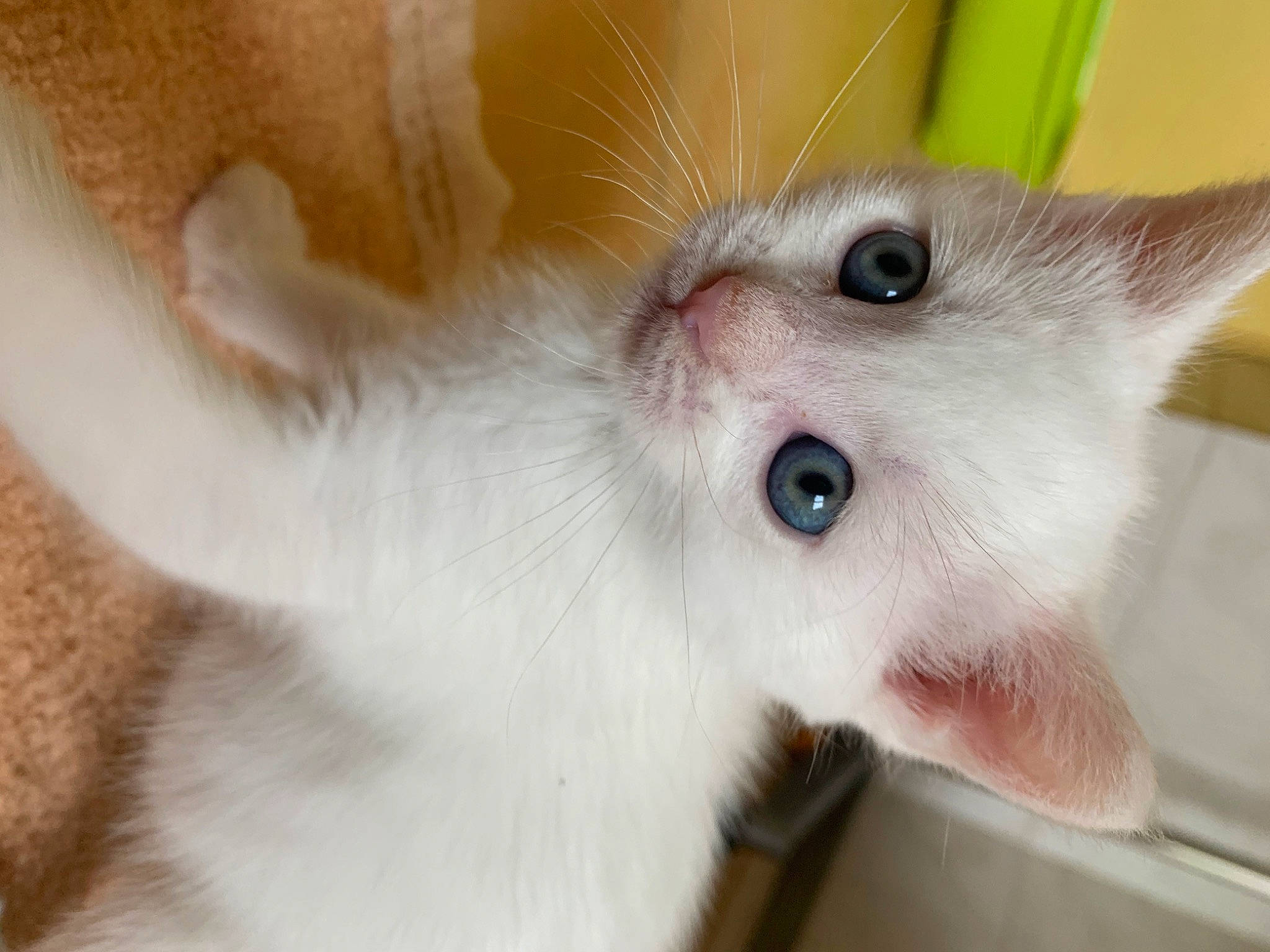 Hélios participe au concours pour gagner de l'argent avec cette photo : carnivore, cat, close_up, domestic_short_haired_cat, ear, eye, fawn, felidae, fur, head, paw, small_to_medium_sized_cats, snout, tail, whiskers