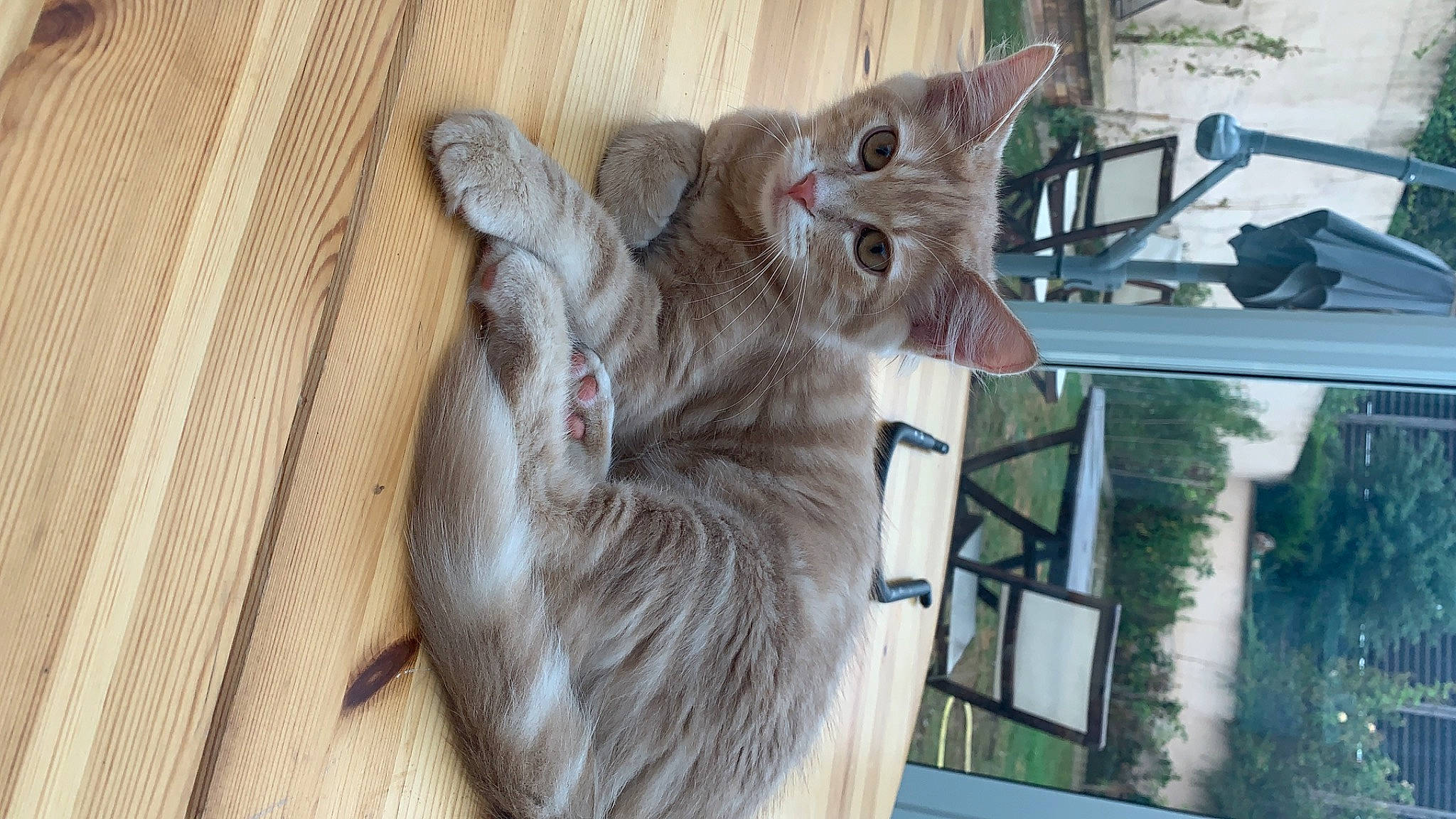 Laysse participe au concours pour gagner de l'argent avec cette photo : carnivore, cat, chartreux, claw, domestic_short_haired_cat, fawn, felidae, fur, hardwood, paw, small_to_medium_sized_cats, tail, whiskers, window, wood