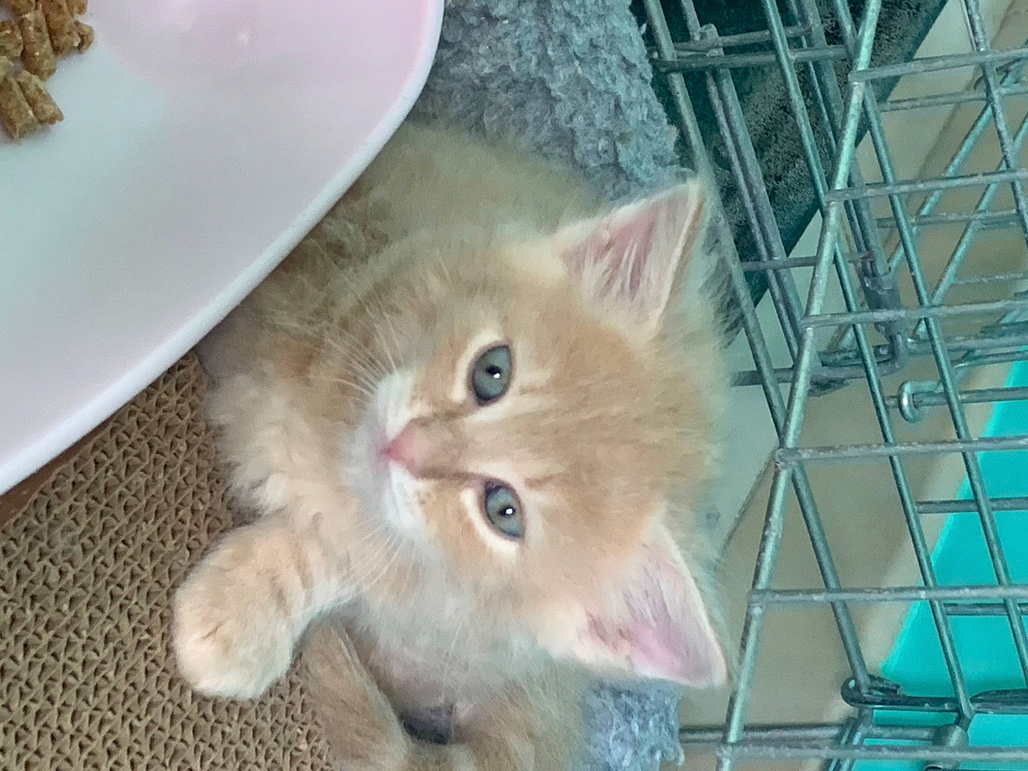 Laysse participe au concours pour gagner de l'argent avec cette photo : carnivore, cat, claw, dishware, domestic_short_haired_cat, fawn, felidae, fur, iris, kitchen_utensil, mammal, paw, plate, serveware, small_to_medium_sized_cats, snout, tableware, tail, whiskers, wood