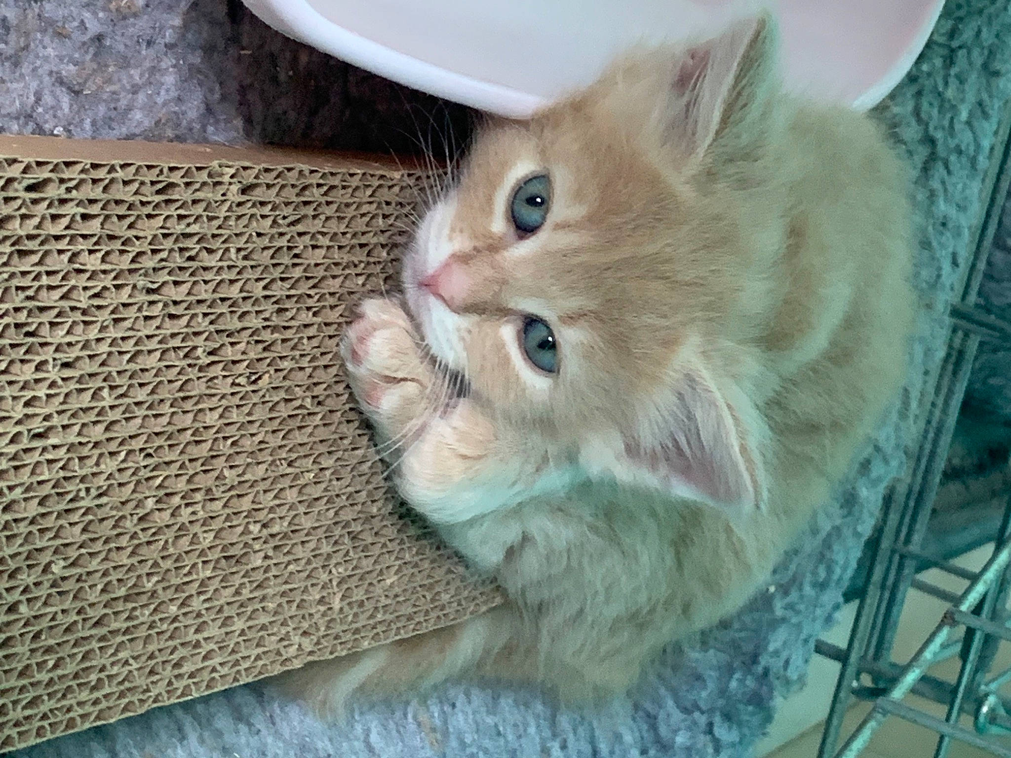 Laysse a rejoint le concours — aidez-le/la à gagner de superbes lots ! animal_shelter, box, carnivore, cat, cat_supply, claw, domestic_short_haired_cat, fawn, felidae, fur, paw, pet_supply, small_to_medium_sized_cats, snout, tail, whiskers, wood