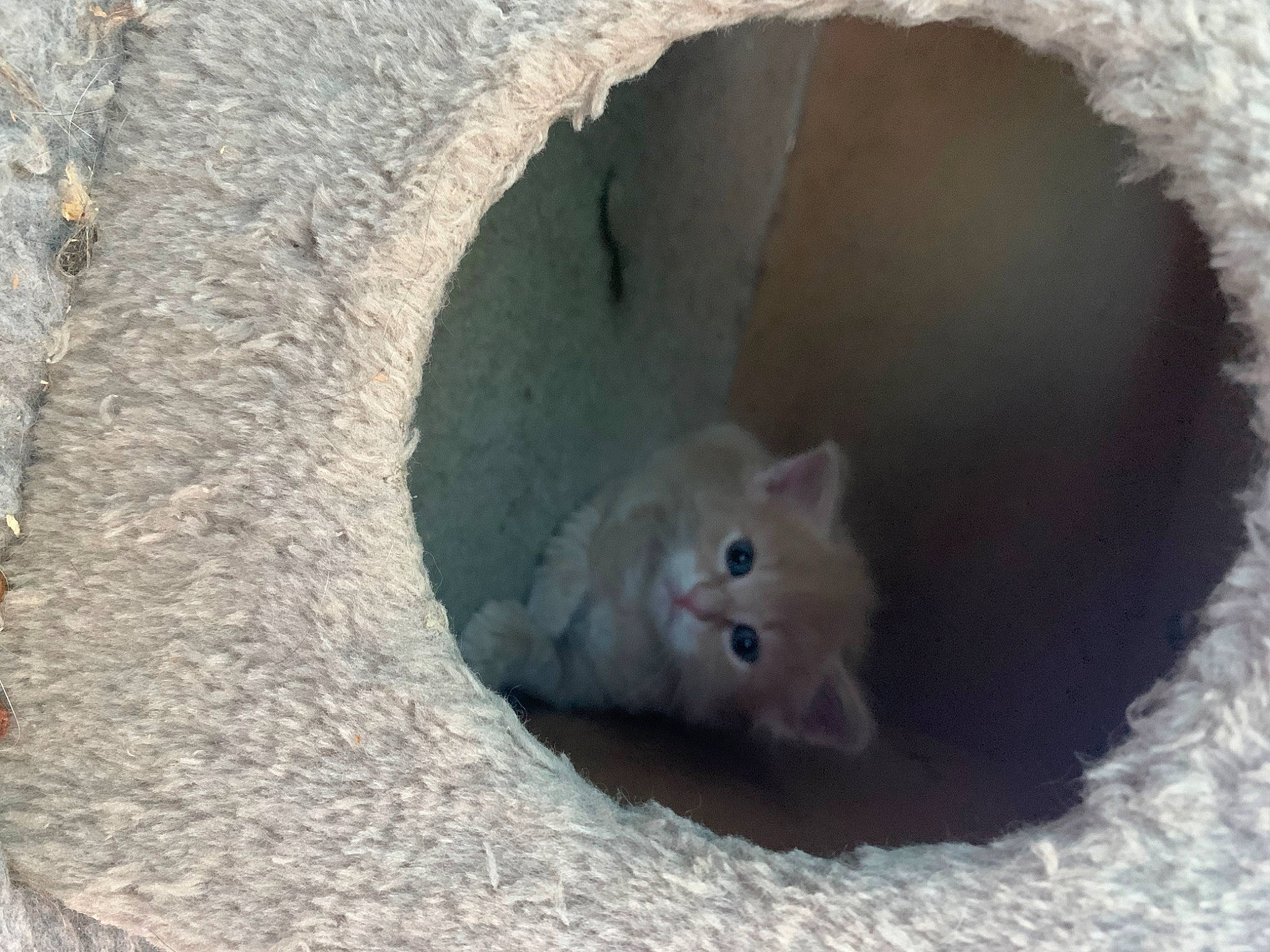 Laysse participe au concours pour gagner de l'argent avec cette photo : carnivore, cat, chinchilla, domestic_short_haired_cat, fawn, felidae, freezing, fur, muroidea, paw, rat, rodent, small_to_medium_sized_cats, snout, tail, terrestrial_animal, whiskers, window, winter