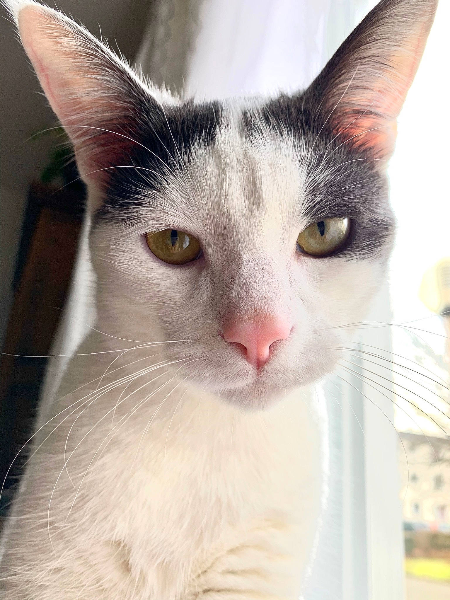 Saphir a rejoint le concours — aidez-le/la à gagner de superbes lots ! carnivore, cat, domestic_short_haired_cat, ear, eye, felidae, fur, head, small_to_medium_sized_cats, snout, whiskers, window