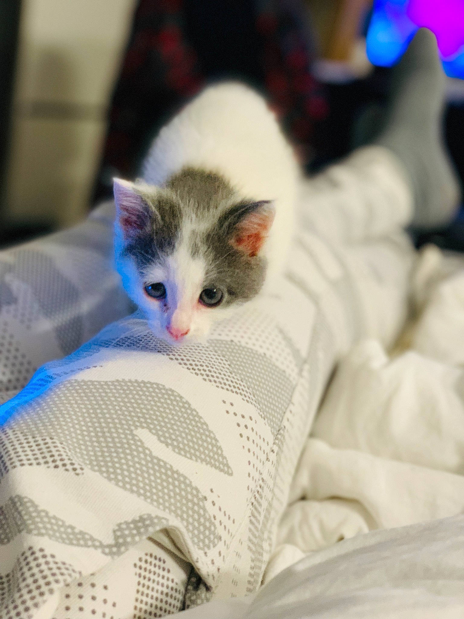 Saphir a rejoint le concours — aidez-le/la à gagner de superbes lots ! bed, bed_sheet, bedding, blanket, carnivore, cat, comfort, couch, domestic_short_haired_cat, felidae, fur, linens, nap, paw, publication, room, small_to_medium_sized_cats, tail, whiskers