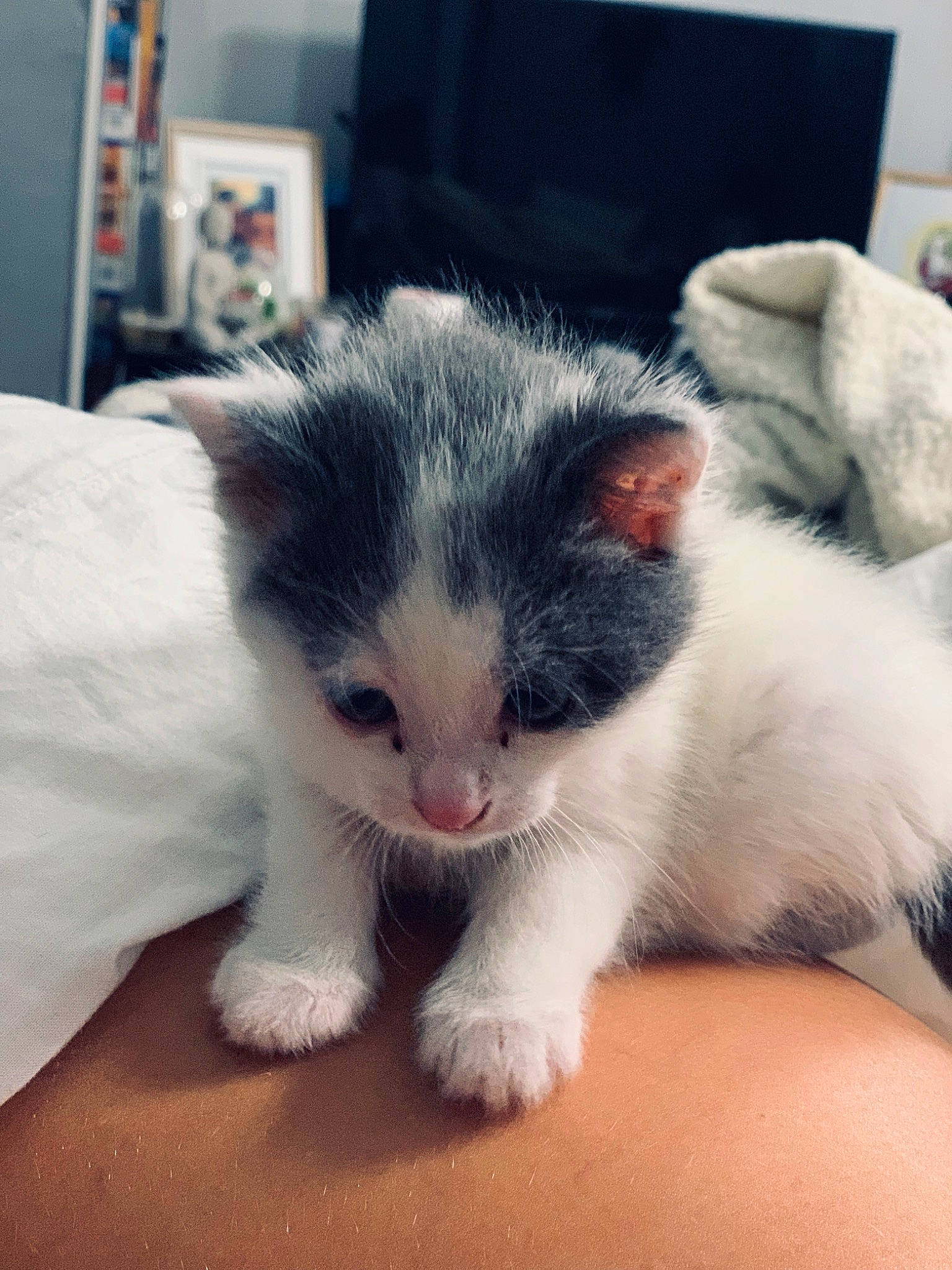 Saphir participe au concours pour gagner de l'argent avec cette photo : carnivore, cat, claw, comfort, domestic_short_haired_cat, eye, felidae, flooring, foot, fur, paw, sitting, small_to_medium_sized_cats, snout, tail, toe, whiskers