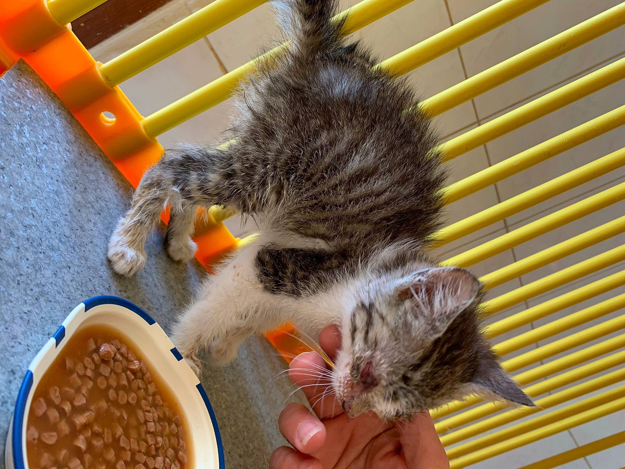 Ambresia participe au concours pour gagner de l'argent avec cette photo : animal_feed, carnivore, cat, cat_food, cat_supply, cuisine, dish, domestic_short_haired_cat, felidae, food, ingredient, pet_food, pet_supply, serveware, small_animal_food, small_to_medium_sized_cats, staple_food, tableware, tail, whiskers