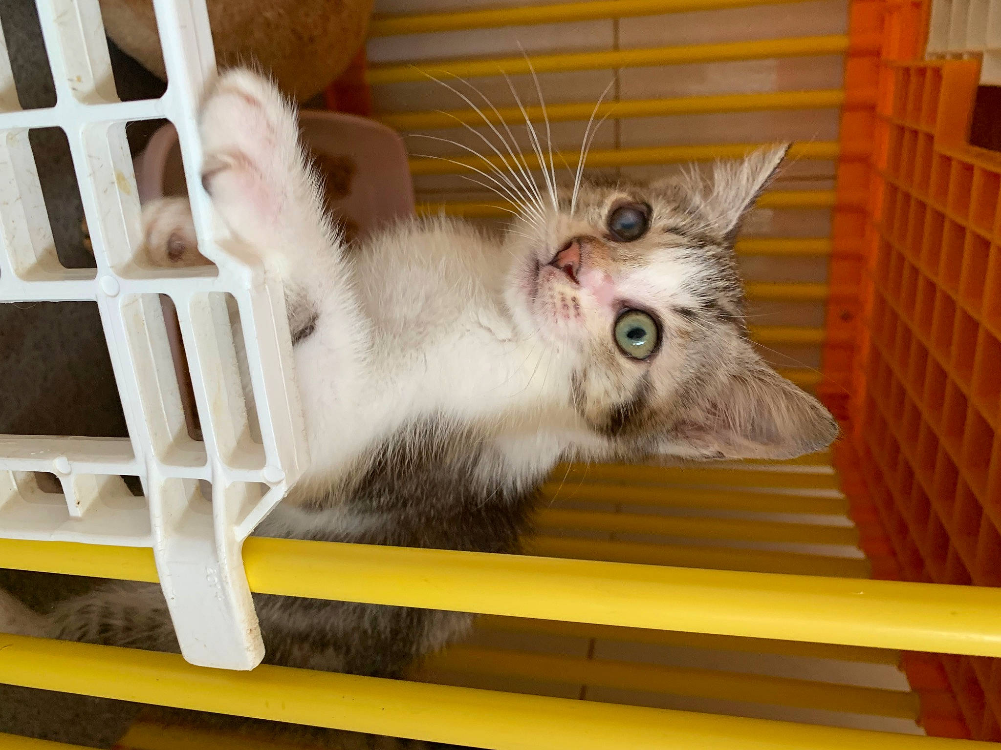 Ambresia participe au concours pour gagner de l'argent avec cette photo : animal_shelter, carnivore, cat, cat_supply, claw, domestic_short_haired_cat, fawn, felidae, fur, paw, pet_supply, small_to_medium_sized_cats, tail, whiskers, wood