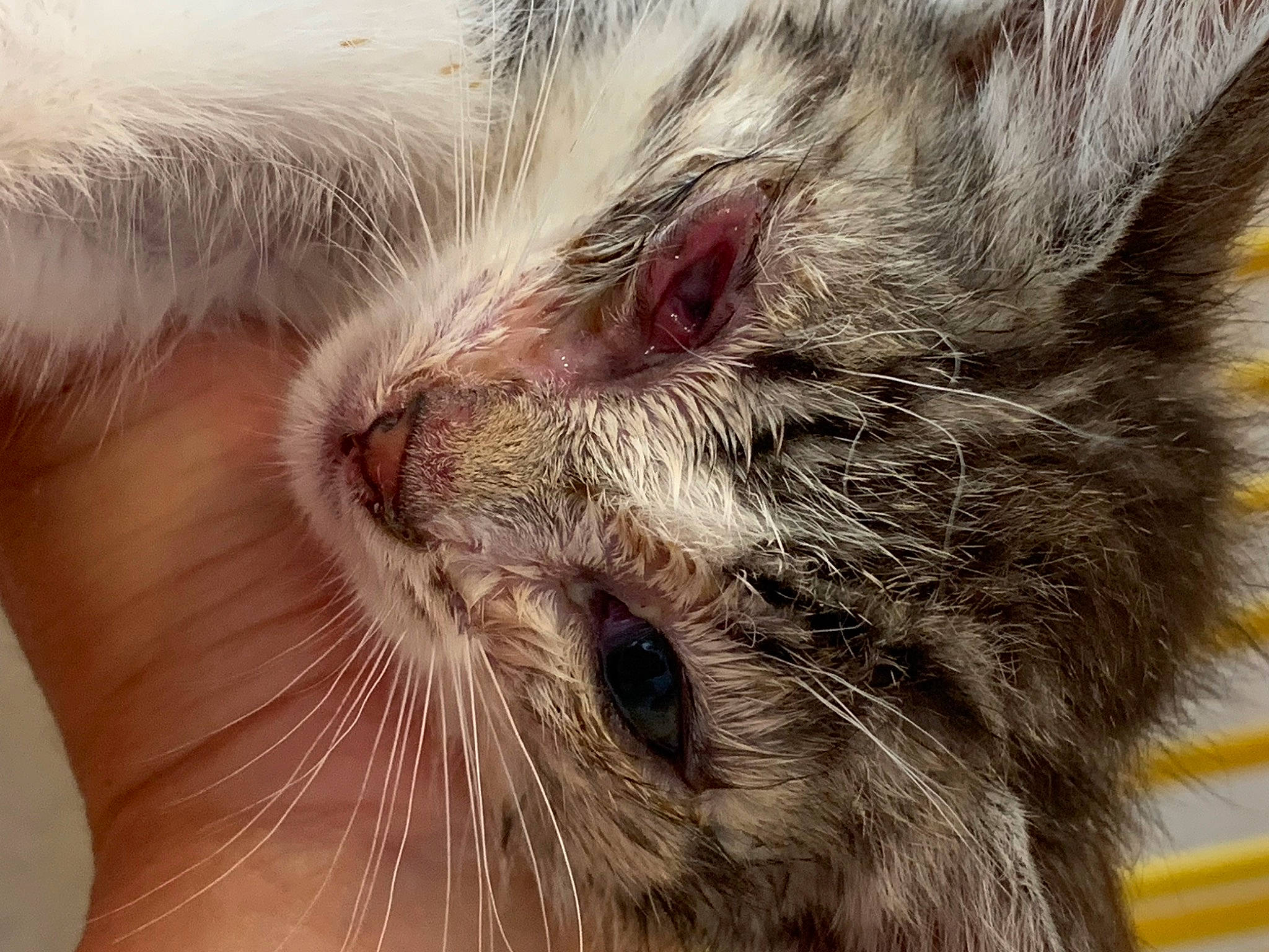 Ambresia a rejoint le concours — aidez-le/la à gagner de superbes lots ! carnivore, cat, claw, close_up, comfort, domestic_short_haired_cat, ear, eye, felidae, fur, hair, head, nap, nose, paw, sleep, small_to_medium_sized_cats, snout, terrestrial_animal, whiskers