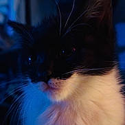 Yagho participe au concours pour gagner de l'argent avec cette photo : cat, black_and_white, close_up, whiskers, fur, pet, animal, portrait, indoor, moody_lighting, blue_tone, face, cute, feline, soft_focus, ears, nose, mustache, domestic_animal, mammal