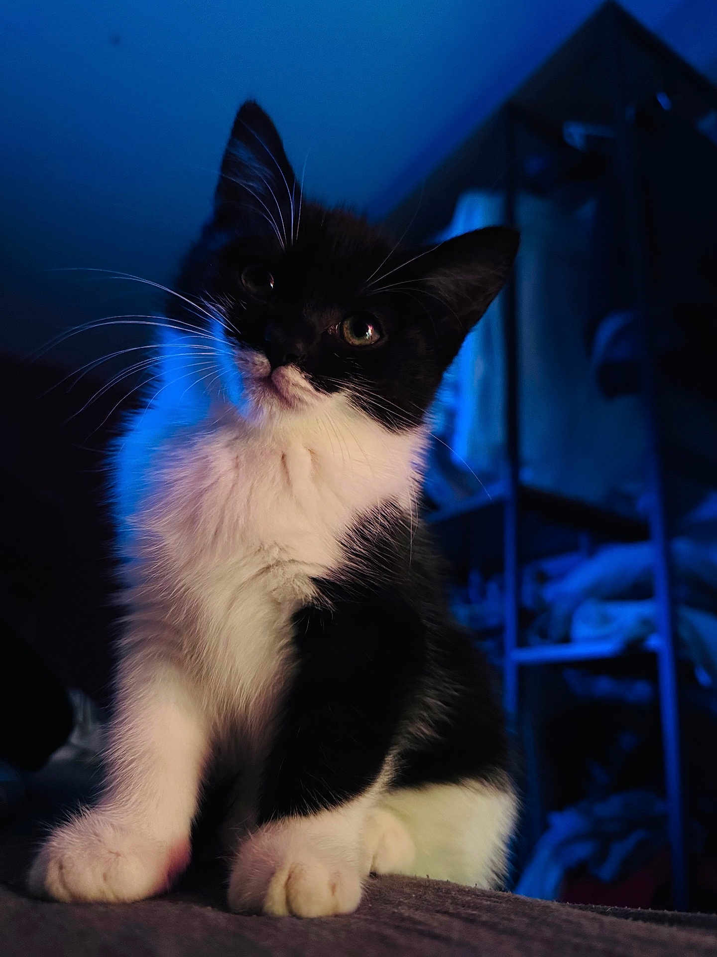 Yagho a rejoint le concours — aidez-le/la à gagner de superbes lots ! cat, kitten, black_and_white, pet, animal, indoor, feline, whiskers, curious, young, cute, fur, paw, portrait, blue_light, soft_texture, cozy, sitting, domestic, closeup