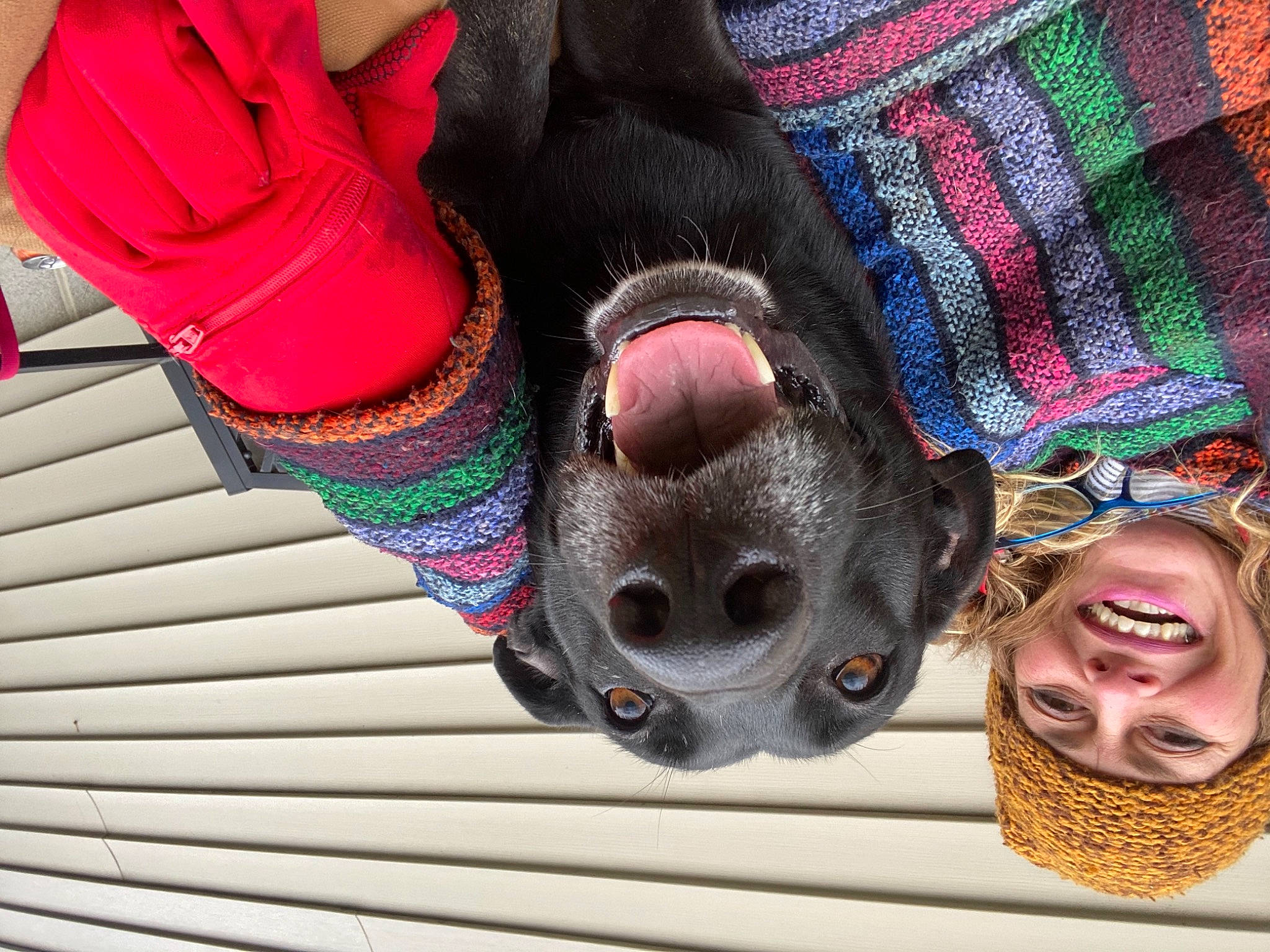 Bella joined the competition — help win amazing prizes! carnivore, dog, dog_breed, foot, fun, human_body, human_leg, magenta, pattern, pink, plaid, red, shoe, snout, street_fashion, sunglasses, tartan, textile, thigh, wool