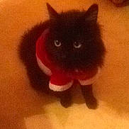 Symba participe au concours pour gagner de l'argent avec cette photo :