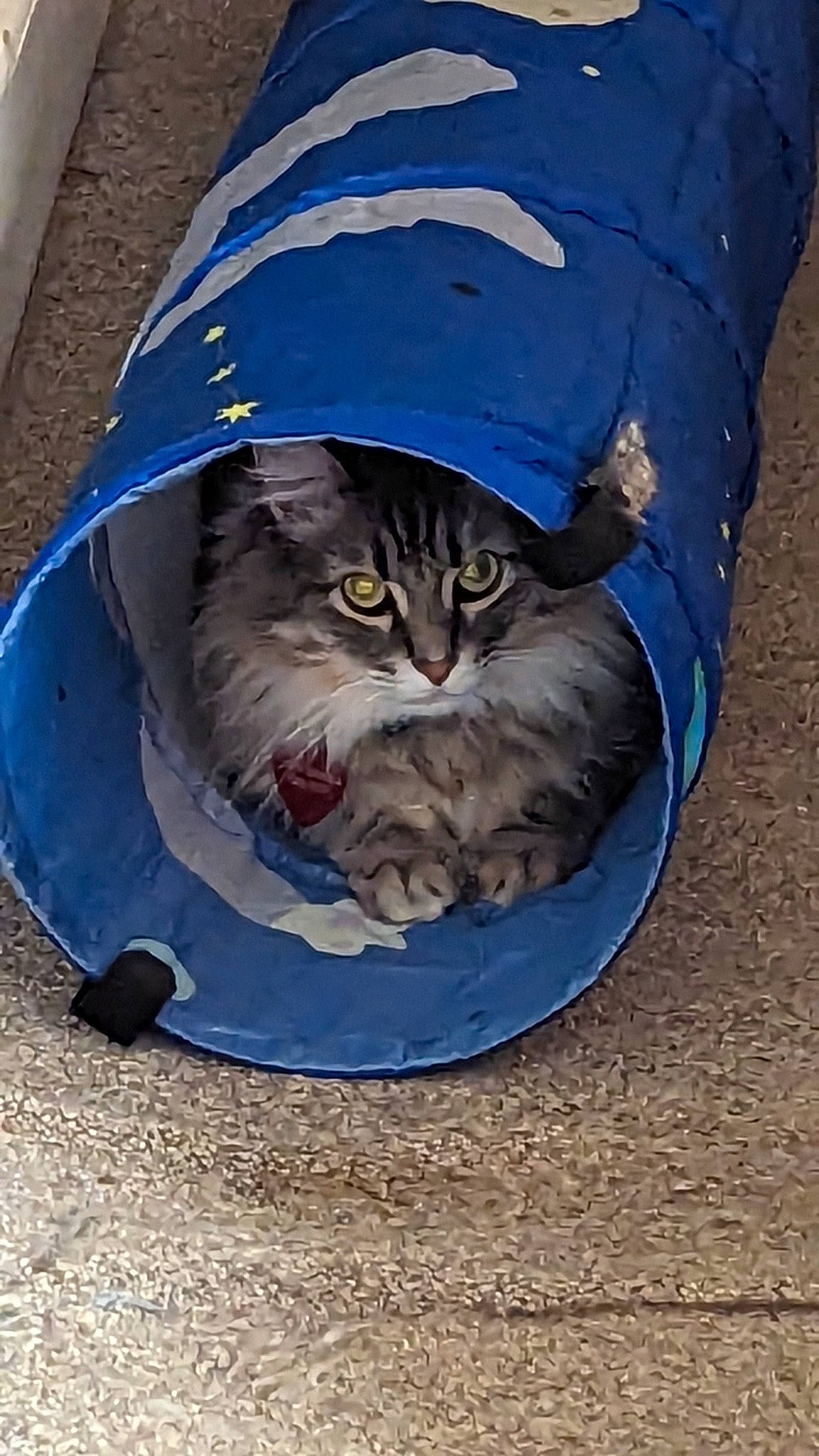 Felix joined the competition — help win amazing prizes! art, carnivore, cat, domestic_short_haired_cat, drawing, electric_blue, felidae, fur, grey, hat, illustration, painting, small_to_medium_sized_cats, snout, terrestrial_animal, whiskers