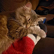 Felix is registered to the contest to win money with this photo: cat, sleeping, cozy, furry, paw, blanket, indoor, resting, cute, pet, fur, animal, tabby, relaxing, warm, comfort, soft, couch, domestic, whiskers
