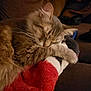 cat, sleeping, cozy, furry, paw, blanket, indoor, resting, cute, pet, fur, animal, tabby, relaxing, warm, comfort, soft, couch, domestic, whiskers