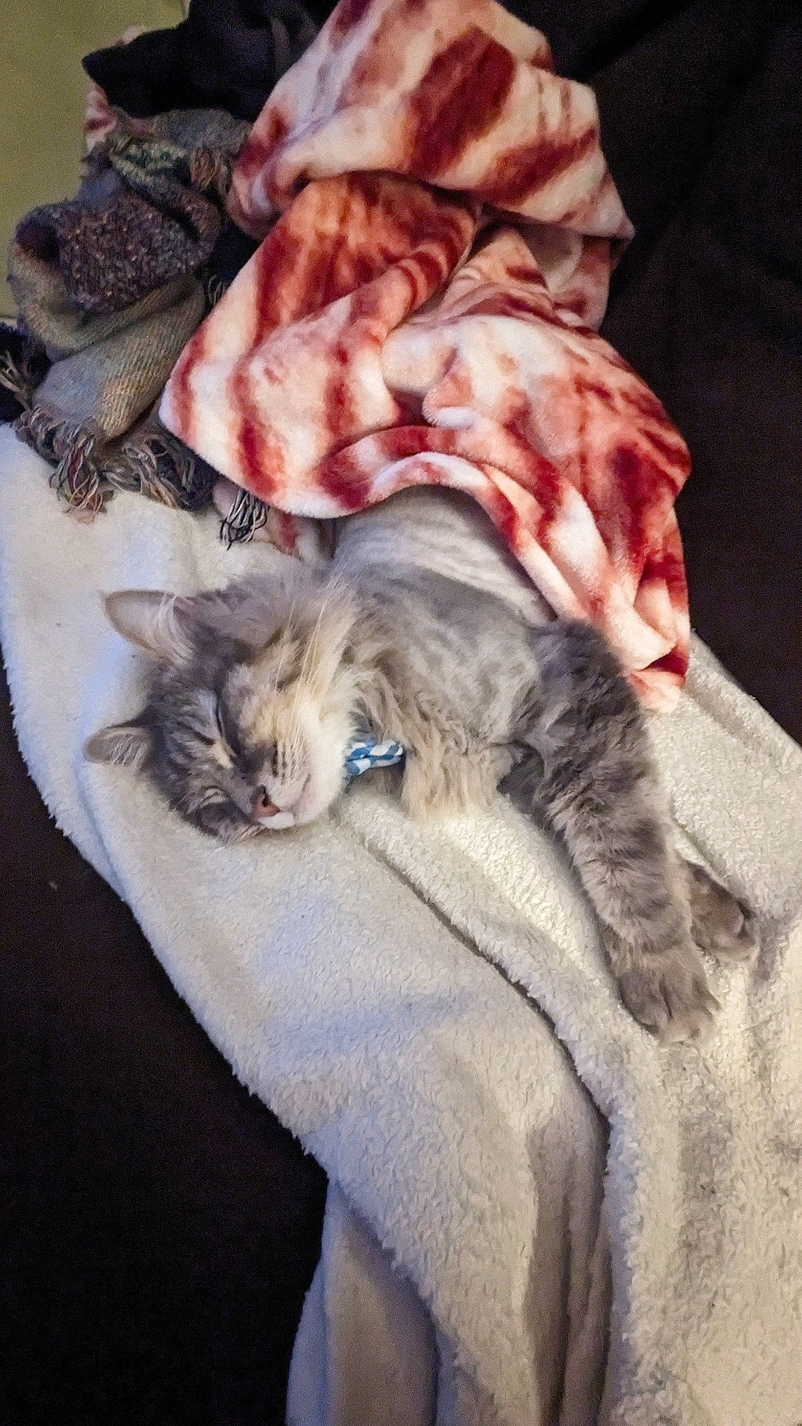 Felix joined the competition — help win amazing prizes! bed, bedding, carnivore, cat, comfort, domestic_short_haired_cat, fawn, felidae, fur, grey, hat, linens, nap, paw, peach, small_to_medium_sized_cats, tail, textile, velvet, whiskers