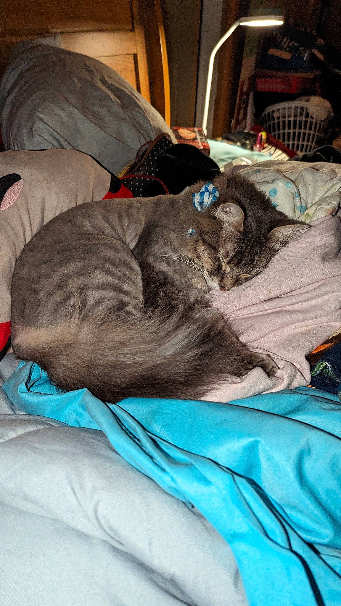 Felix is registered to the contest to win money with this photo: canidae, carnivore, cat, comfort, companion_dog, dog_breed, domestic_short_haired_cat, electric_blue, felidae, fur, grey, linens, mammal, nap, room, small_to_medium_sized_cats, sporting_group, tail, textile, whiskers