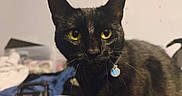 Nayvee Blu is registered to the contest to win money with this photo: animal, black_cat, close_up, collar, curious, domestic_animal, domestic_cat, ears, eye_contact, face, feline, fur, household, indoor, looking_at_camera, pet, portrait, tag, whiskers, yellow_eyes