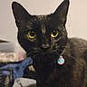 Nayvee Blu is registered to the contest to win money with this photo: black_cat, yellow_eyes, pet, collar, indoor, animal, feline, whiskers, close_up, curious, domestic_cat, fur, portrait, looking_at_camera, household, tag, ears, face, eye_contact, domestic_animal