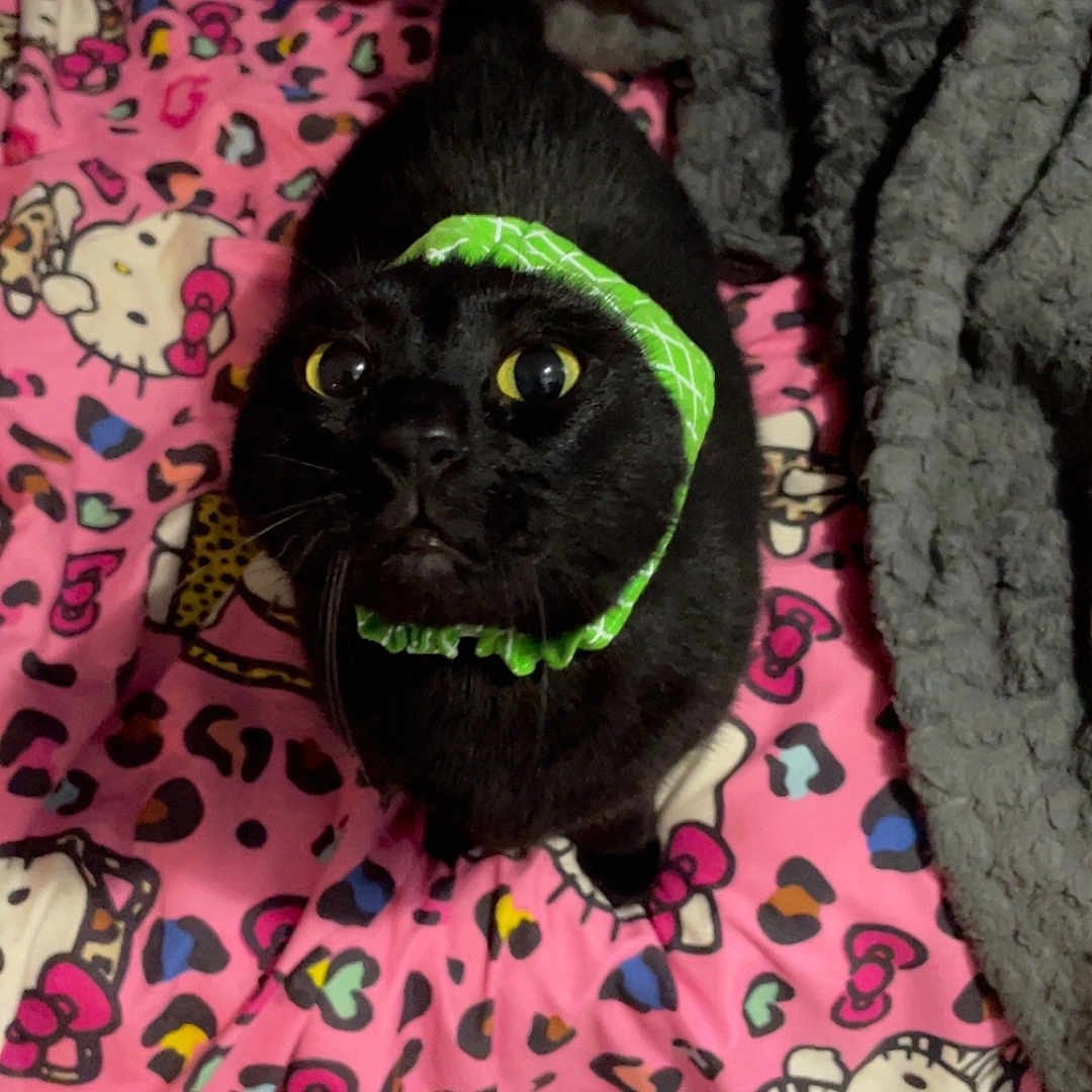 Nayvee Blu joined the competition — help win amazing prizes! cat, black_cat, pet, animal, indoor, blanket, hello_kitty, pink, green_bandana, fur, cute, wide_eyes, looking_up, cozy, gray_blanket, pattern, colorful, domestic_cat, portrait, feline
