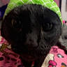 black_cat, cat, pet, animal, hat, green_hat, close_up, pink_blanket, colorful_blanket, patterned_blanket, indoor, whiskers, cute, curious, feline, domestic_animal, cozy, soft_texture, blurred_photo, close_range