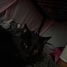 black_cat, cat, animal, pet, indoor, bedroom, blanket, dark, low_light, curtains, furniture, resting, cozy, shadow, eyes, mystery, feline, domestic_cat, soft_texture, person