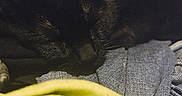 Nayvee Blu is registered to the contest to win money with this photo: black_cat, sleeping_cat, cat, feline, pet, resting, indoor, blanket, clothing, fabric, soft_texture, pile_of_clothes, cozy, relaxed, animal, fur, whiskers, close_up, domestic, nap