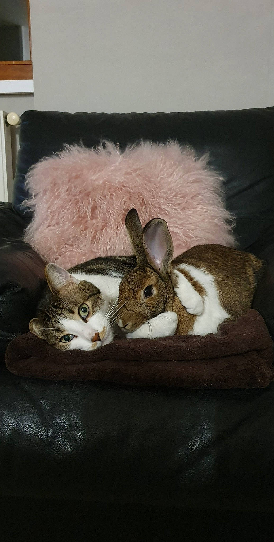 Mako participe au concours pour gagner de l'argent avec cette photo : art, brown, domestic_rabbit, ear, fawn, fur, hare, natural_material, picture_frame, rabbit, rabbits_and_hares, snout, still_life, still_life_photography, tail, terrestrial_animal, toy, whiskers, wildlife, wood