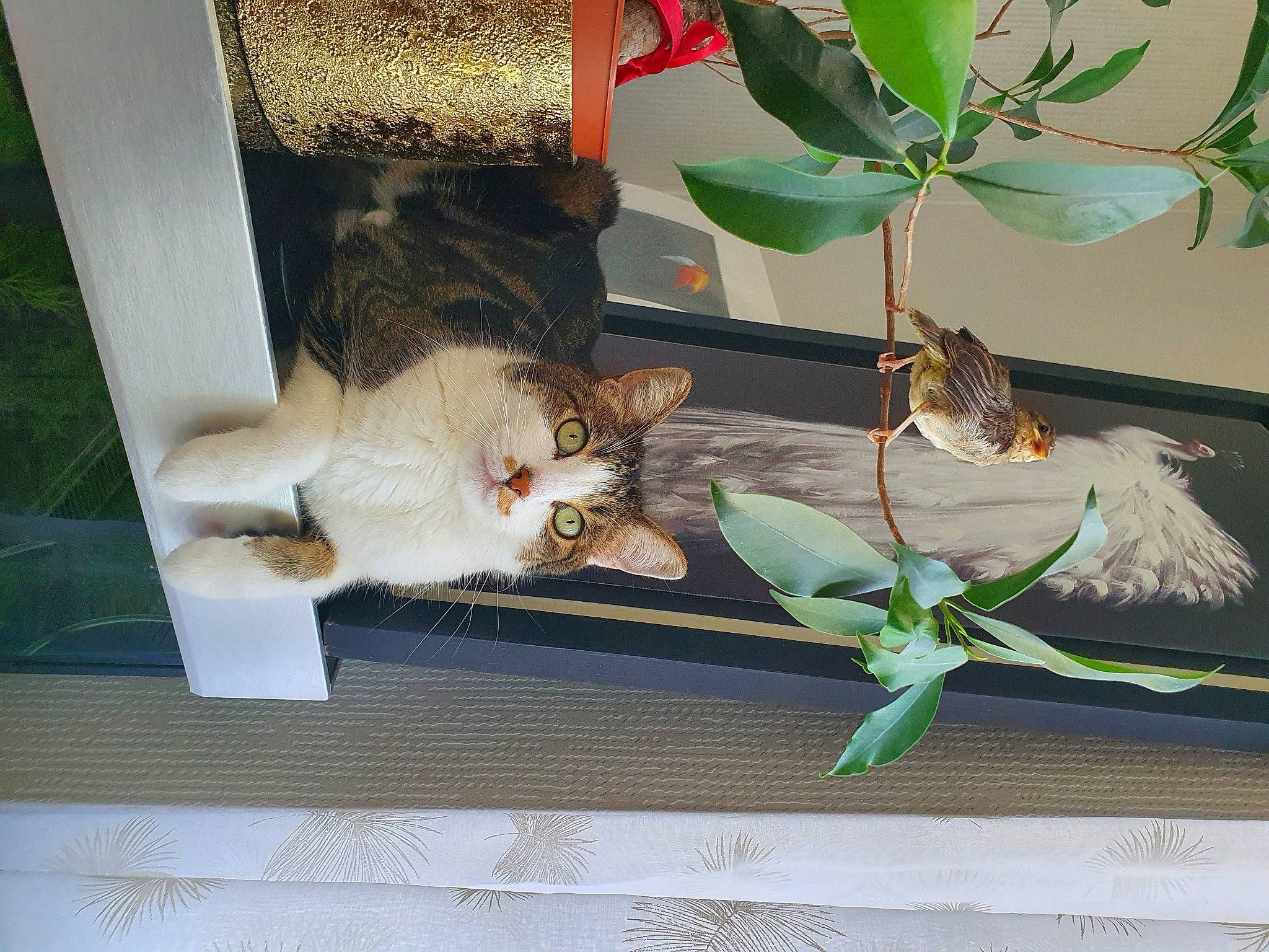 Mako participe au concours pour gagner de l'argent avec cette photo : art, bat, bird, carnivore, cat, domestic_short_haired_cat, felidae, flower, flowering_plant, fruit, houseplant, plant, small_to_medium_sized_cats, tail, tree, twig, vertebrate, whiskers, wildlife, wood