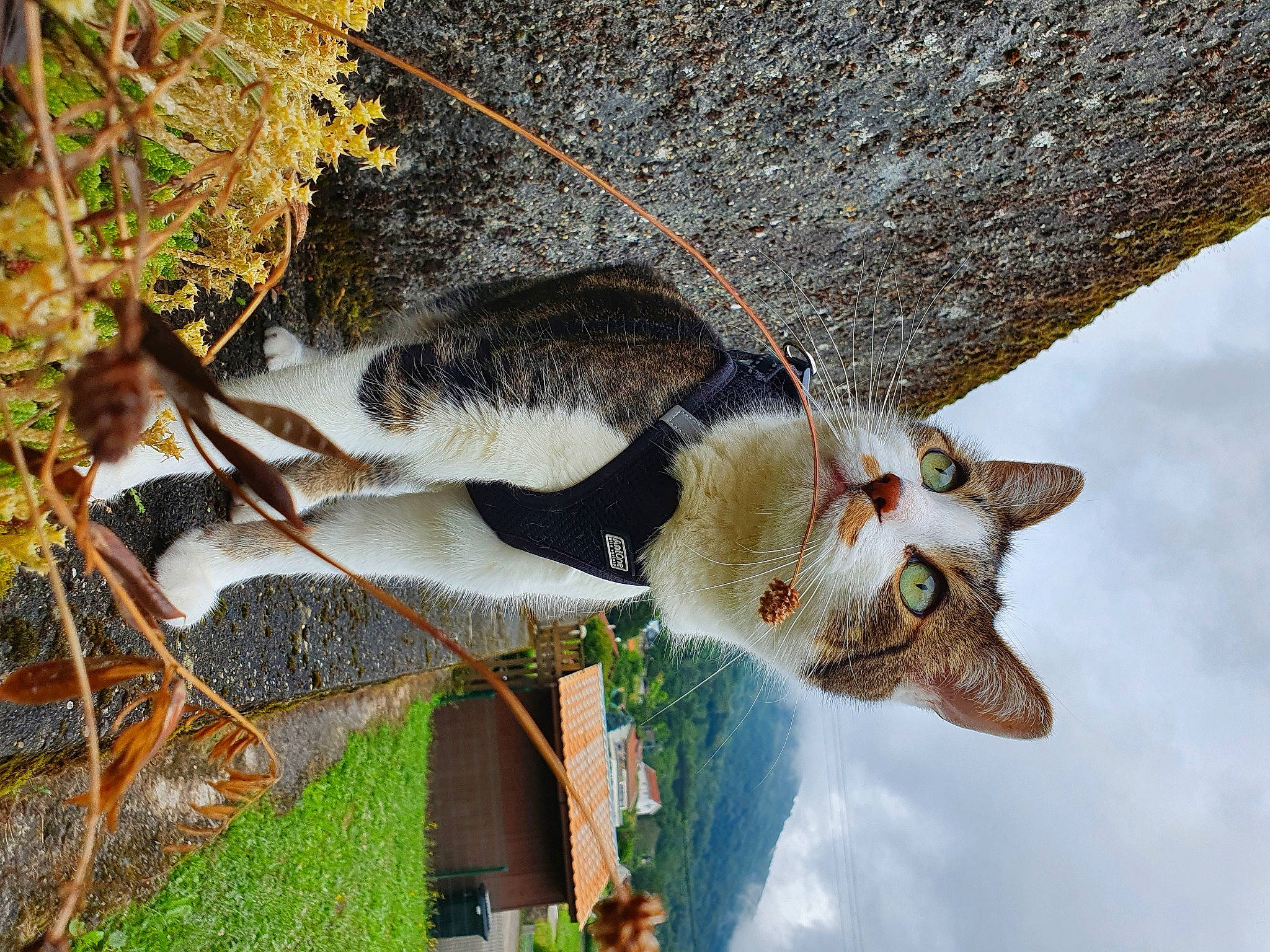 Mako participe au concours pour gagner de l'argent avec cette photo : beak, branch, carnivore, cat, cloud, collar, domestic_short_haired_cat, fawn, felidae, fur, grass, plant, sky, small_to_medium_sized_cats, snout, tail, terrestrial_animal, tree, twig, whiskers