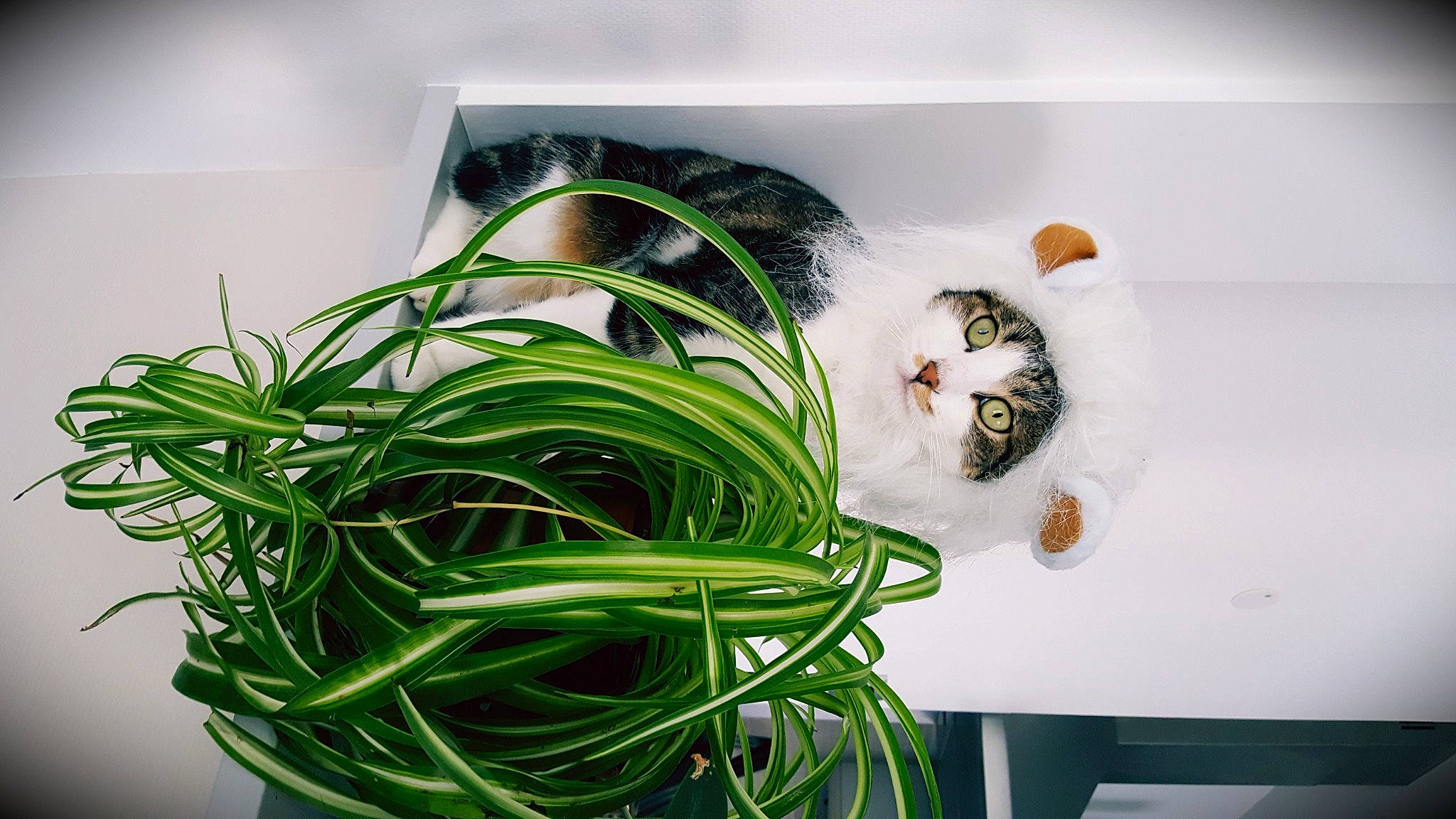 Mako a rejoint le concours — aidez-le/la à gagner de superbes lots ! art, cable, cat, ceiling, circle, felidae, flowerpot, font, grass, herb, houseplant, major_appliance, plant, rectangle, shelf, shelving, tap, terrestrial_plant, visual_arts, wire
