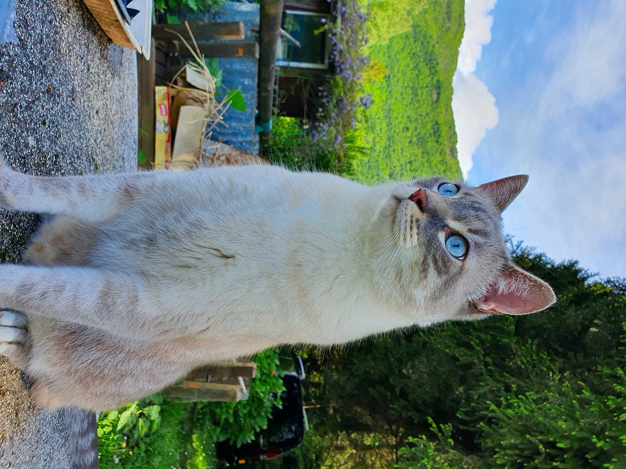 Nougat participe au concours pour gagner de l'argent avec cette photo : art, canidae, carnivore, cat, cloud, collar, domestic_short_haired_cat, fawn, felidae, fur, grass, plant, sky, small_to_medium_sized_cats, snout, tail, tree, trunk, whiskers, wildlife