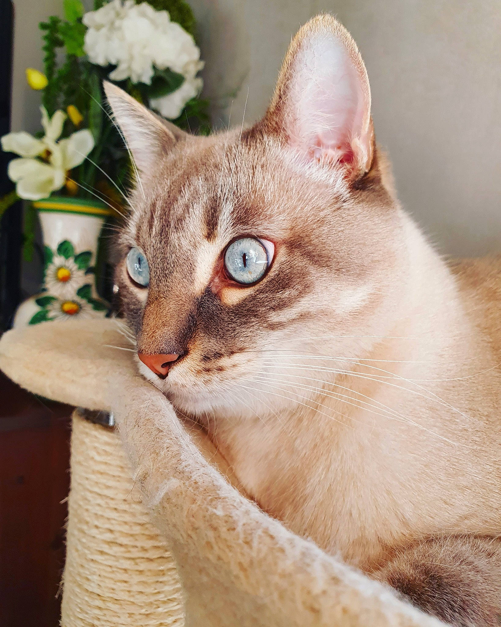 Nougat participe au concours pour gagner de l'argent avec cette photo : art, carnivore, cat, collar, domestic_short_haired_cat, fawn, felidae, flower, flowerpot, fur, houseplant, pet_supply, photo_caption, plant, small_to_medium_sized_cats, snout, tail, whiskers, wildlife, window