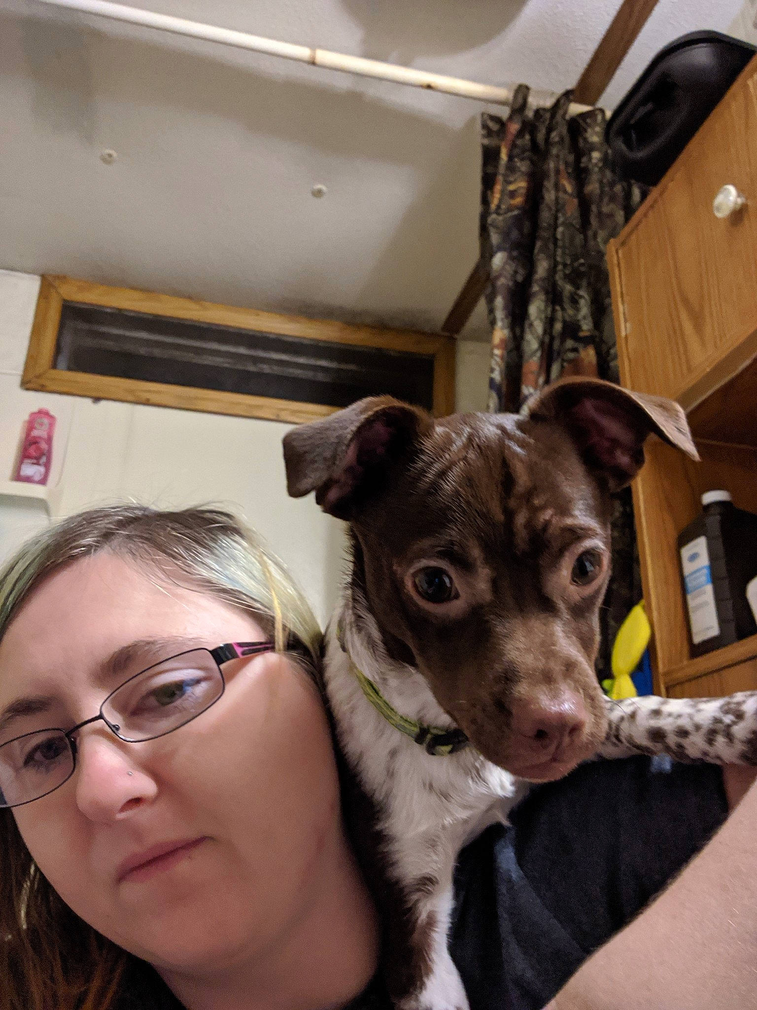 Rugar joined the competition — help win amazing prizes! american_hairless_terrier, canidae, carnivore, companion_dog, dog, dog_breed, ear, eye, fawn, feist, italian_greyhound, lurcher, sporting_group